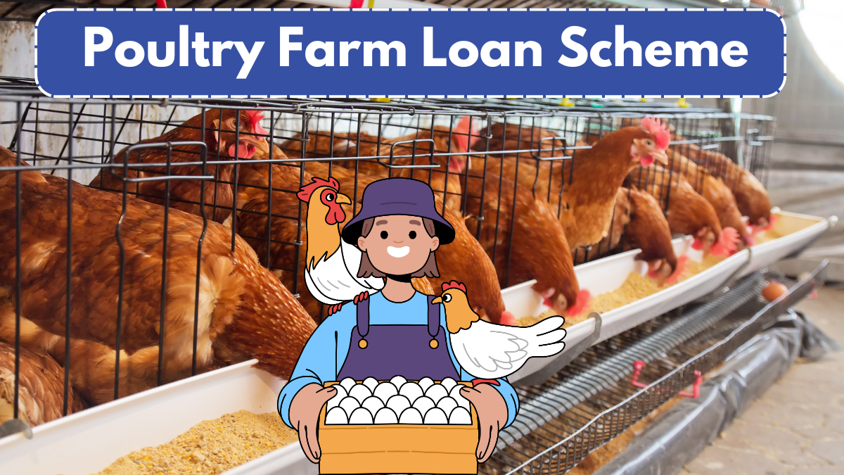 Poultry Farm Loan Scheme 2025: Check Eligibility & Key Benefits Here